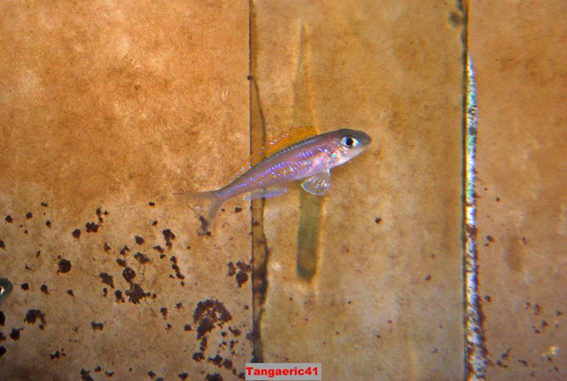 Xenotilapia flavipinnis 'Bilila (Kavala) Island'